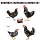 DOMINANT  EXCHEQUER LEGHORN 601